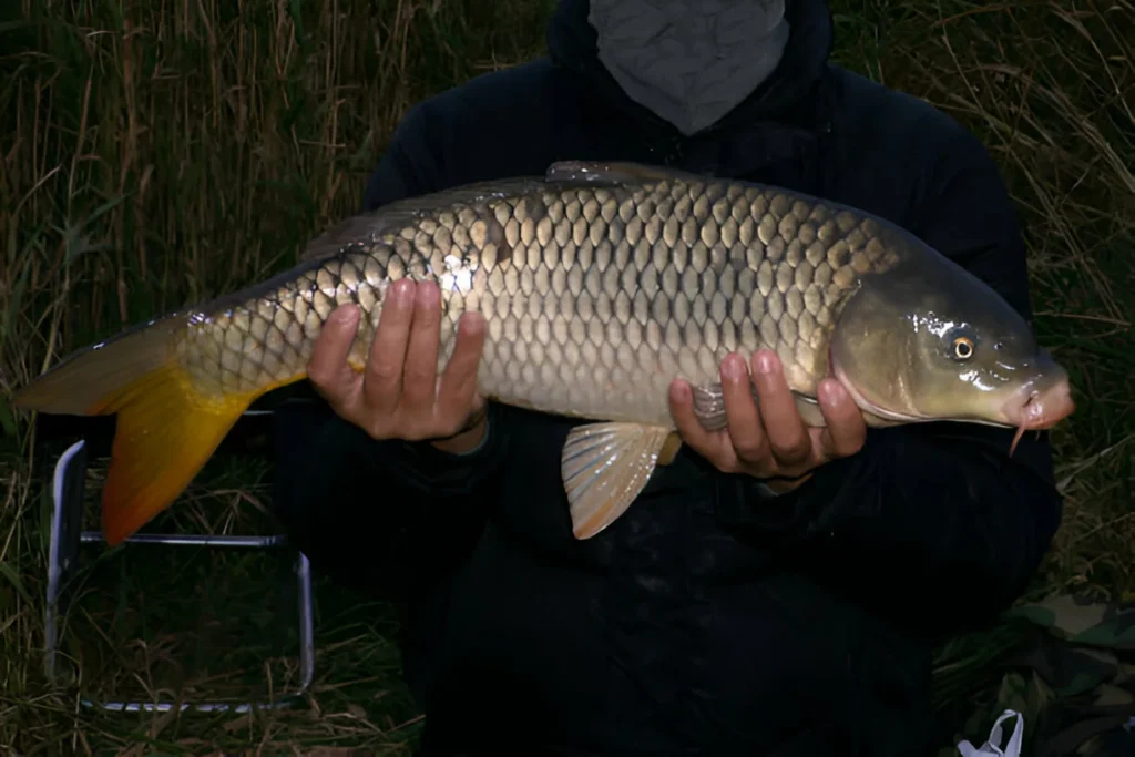 Pêche de la carpe de nuit