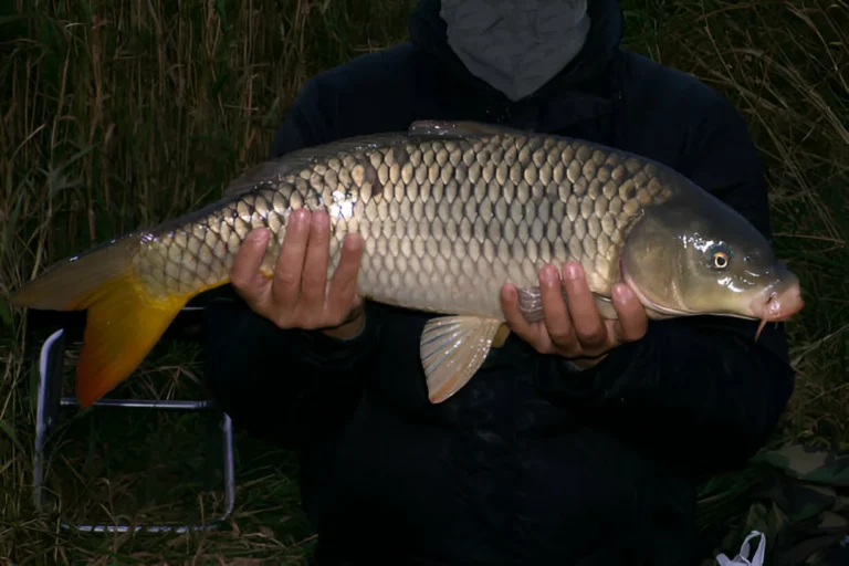 Pêche de la carpe de nuit
