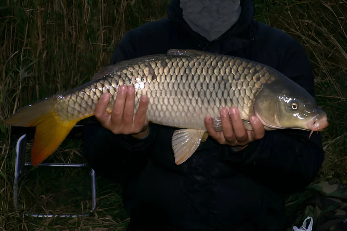 Pêche de la carpe de nuit